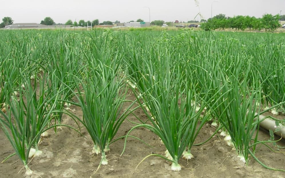 Jamaica seeks investors for onion project