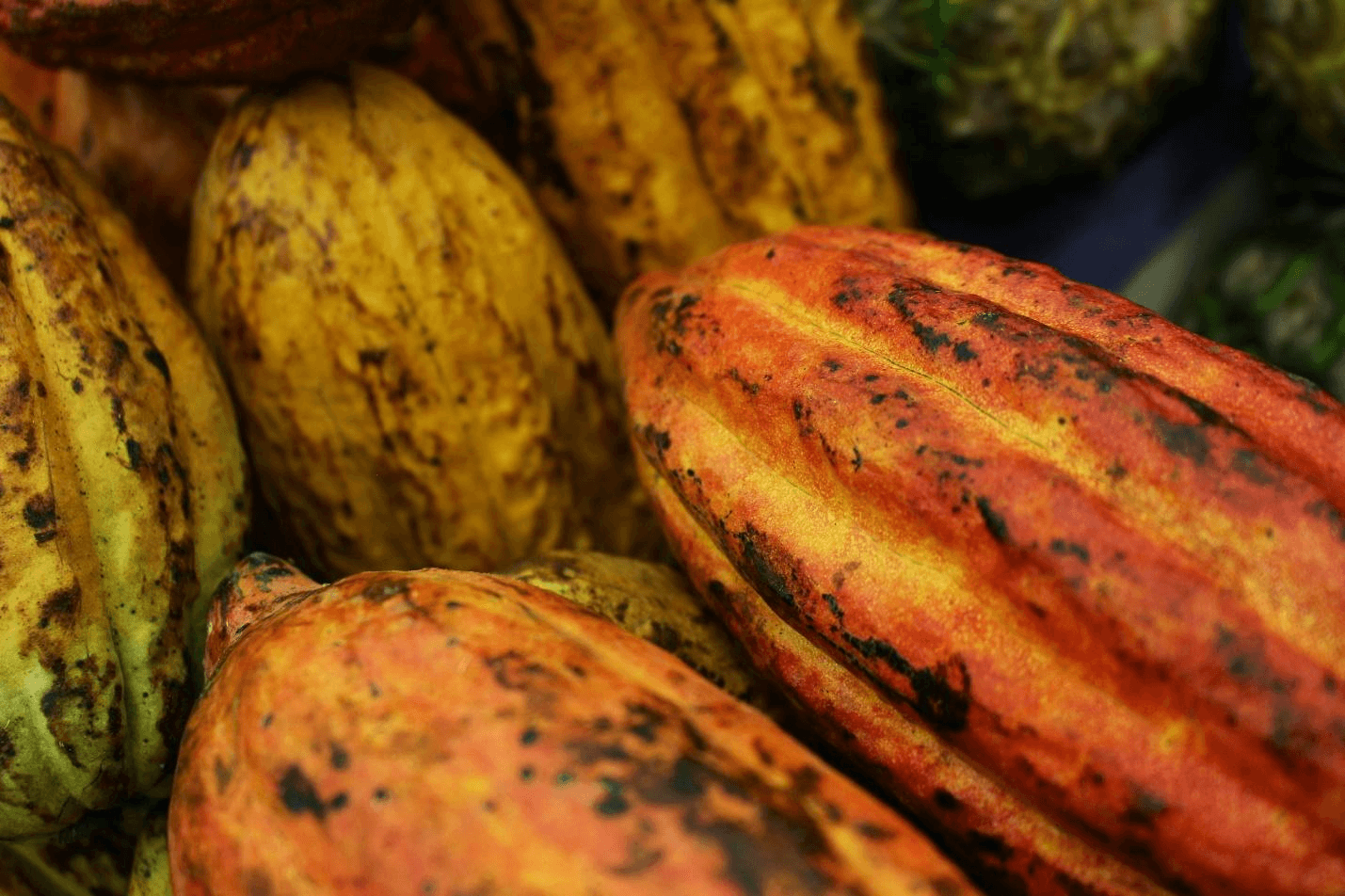 The need for sustainability in the cocoa and chocolate industries