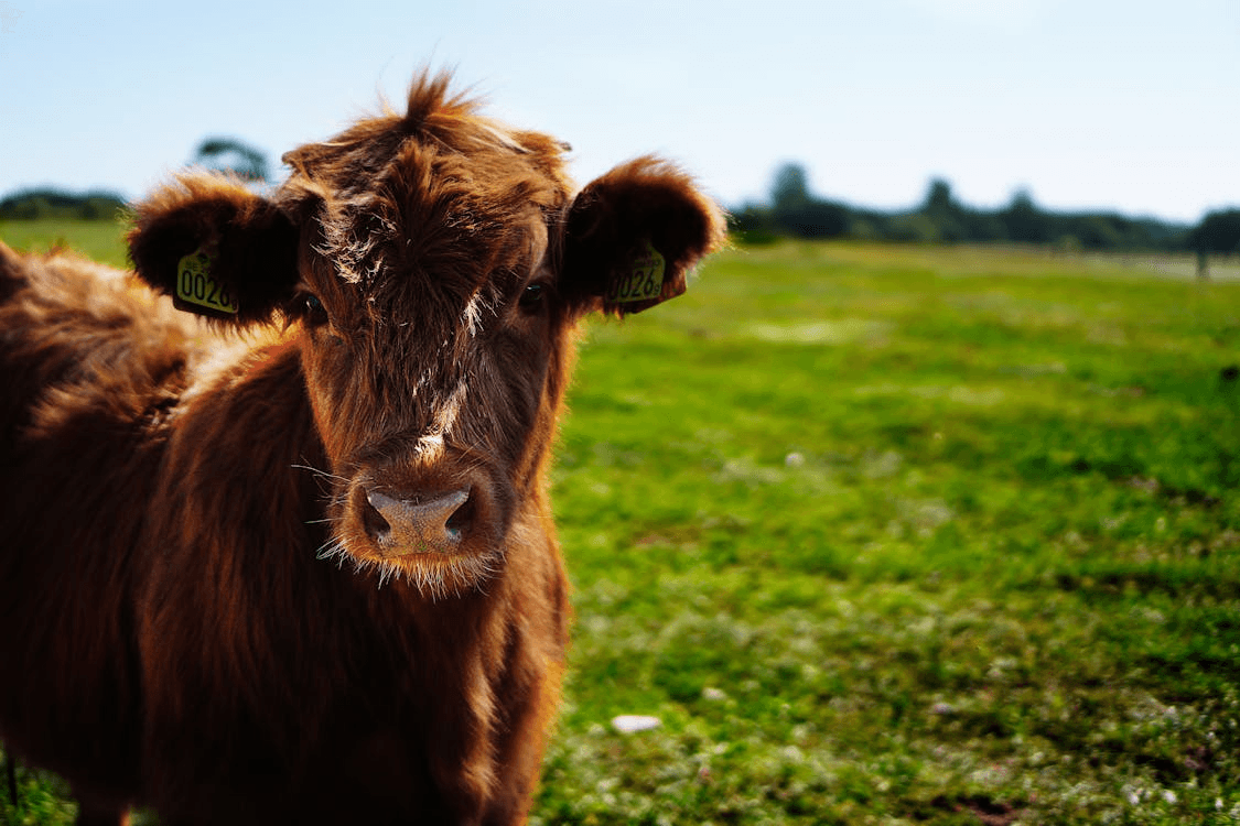 Humane handling and slaughter: USDA standards and industry implementation