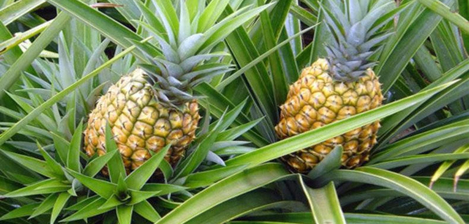 Cuba shows encouraging results in studies of pineapple varieties