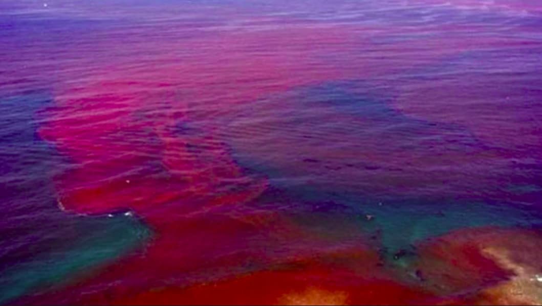 Red Tide Confirmed in Broward County