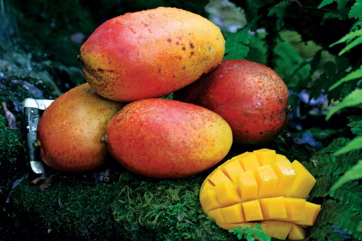 Types of Mangoes in South Florida & How To Pick The Best One