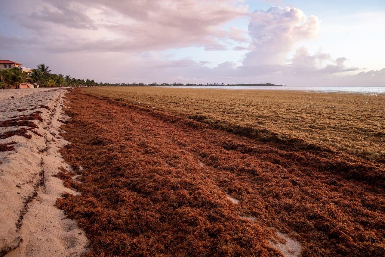 Field trials set to begin for Sargassum-derived liquid fertilizer