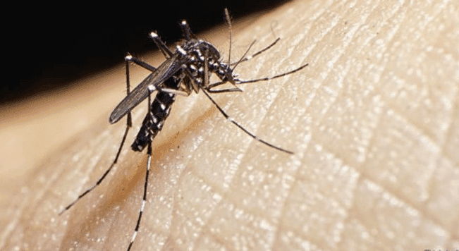 Jamaica confirms first Zika virus case