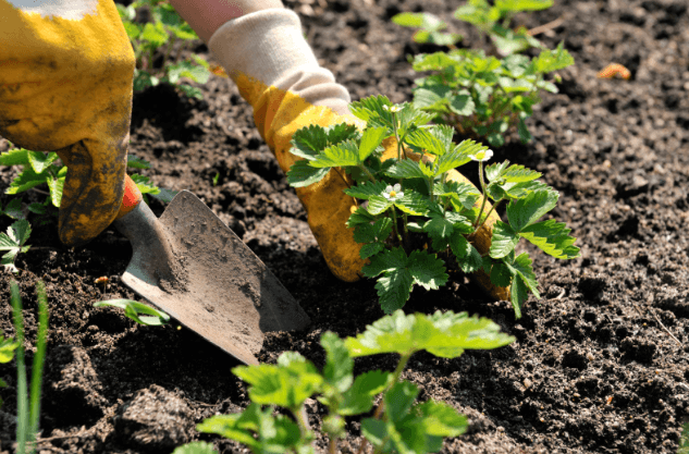 Lauderhill Commissioner to host "Square Foot Gardening" Green Series Event