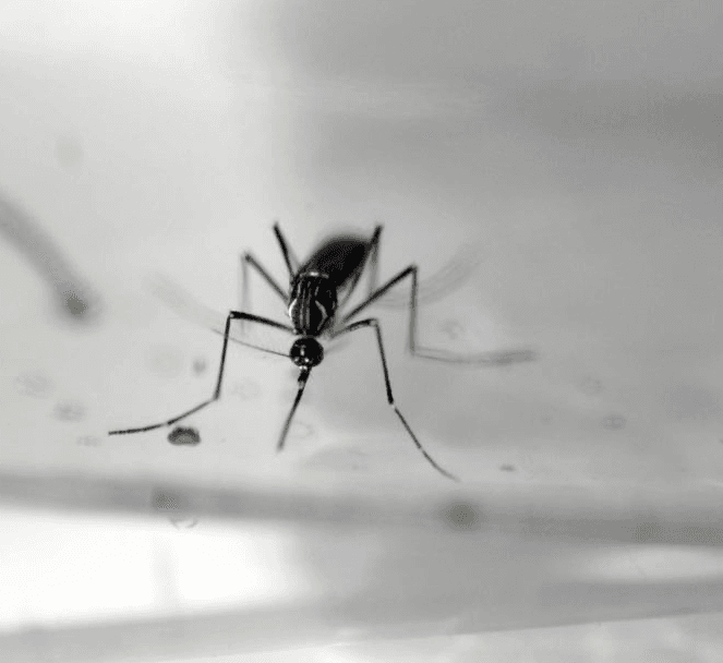 CDC encourages guidance to prevent sexual transmission of Zika virus