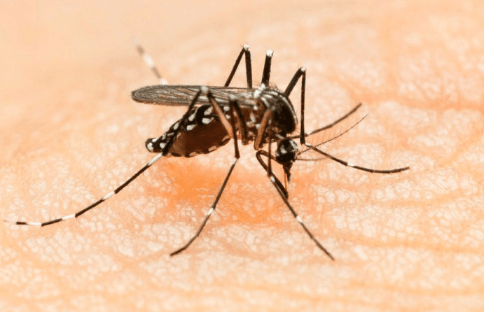 Jamaica confirms 5th Zika Virus case
