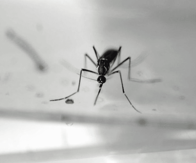 Florida braces for Zika Virus