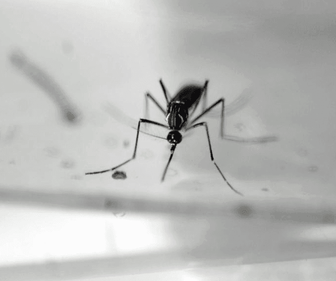 Two cases of Zika virus confirmed in St Lucia