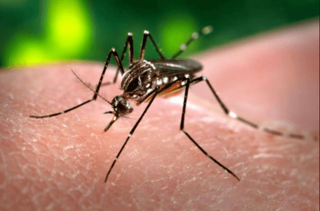Florida gears up for Zika