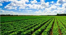 St. Kitts and Nevis Argo-processors to benefit from new and improved quality standards