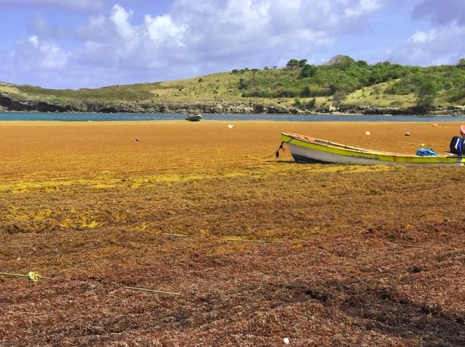 St Lucia takes steps to deal with seaweed problem