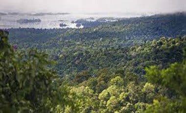 Suriname receives millions for sustainable forest management