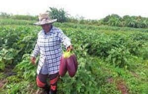 Cuba joins CARICOM Task Force on Agriculture