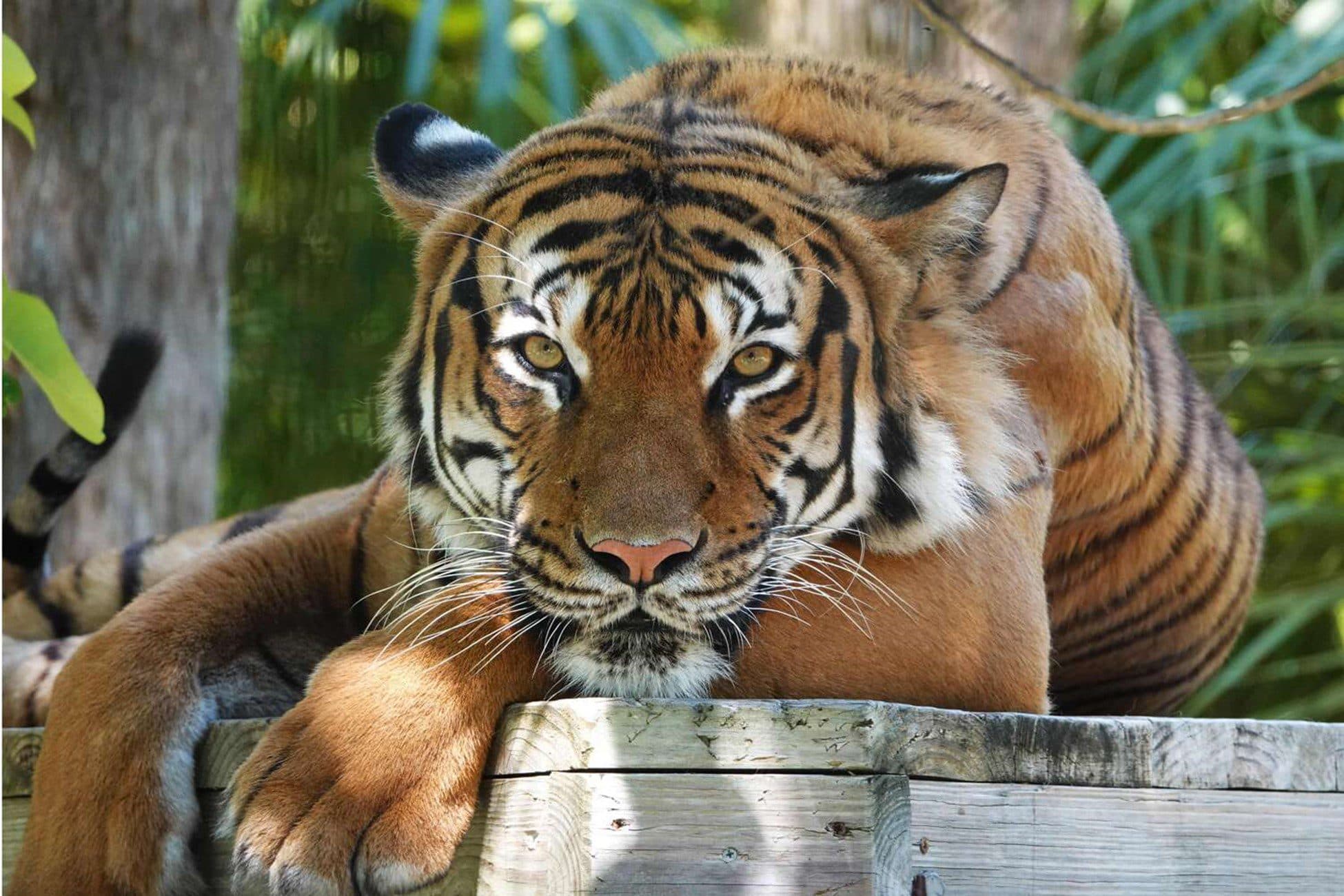 Man mauled by tiger at Florida airboat attraction