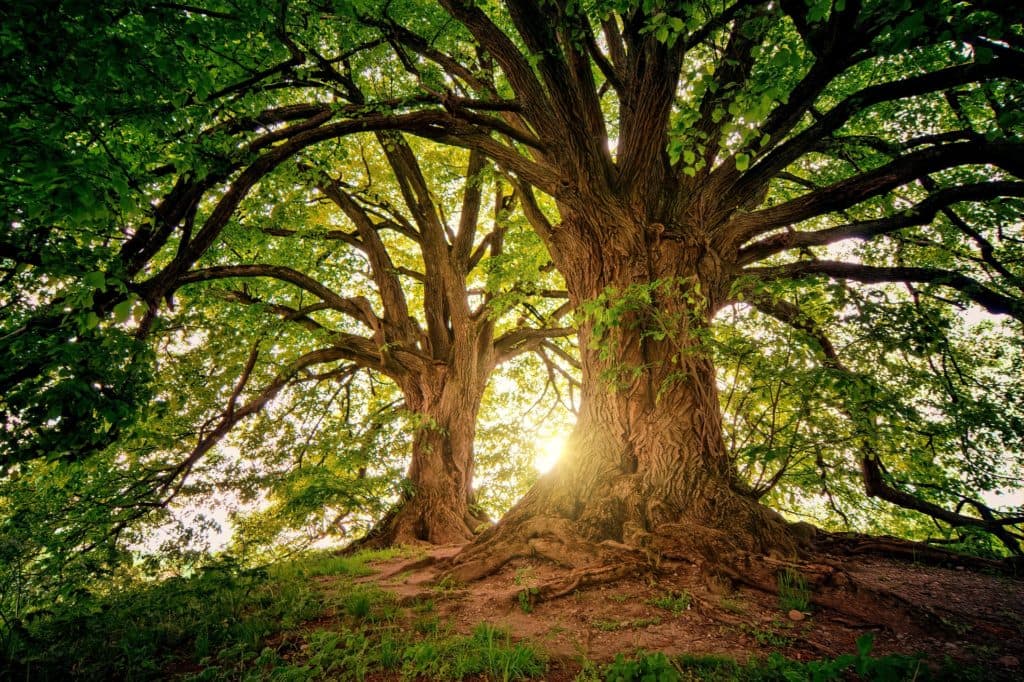 City of Miramar Awarded $20,000 Tree Count Assessment Grant