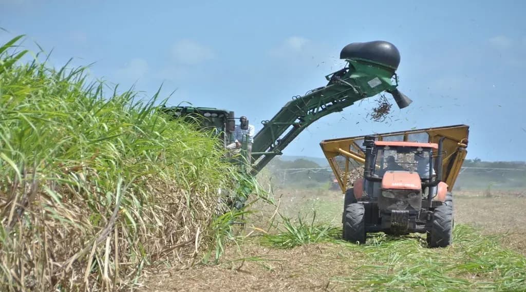 Tropical Sugar Company signals the return of sugar production in Clarendon