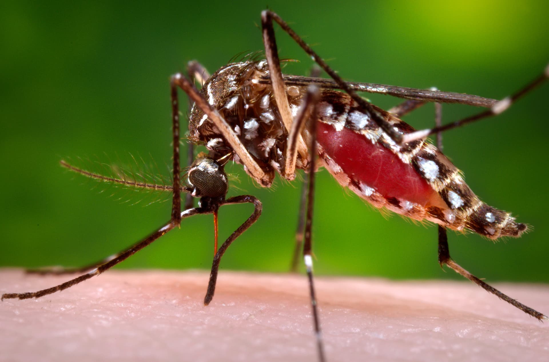 CDC confirms Zika funding for states