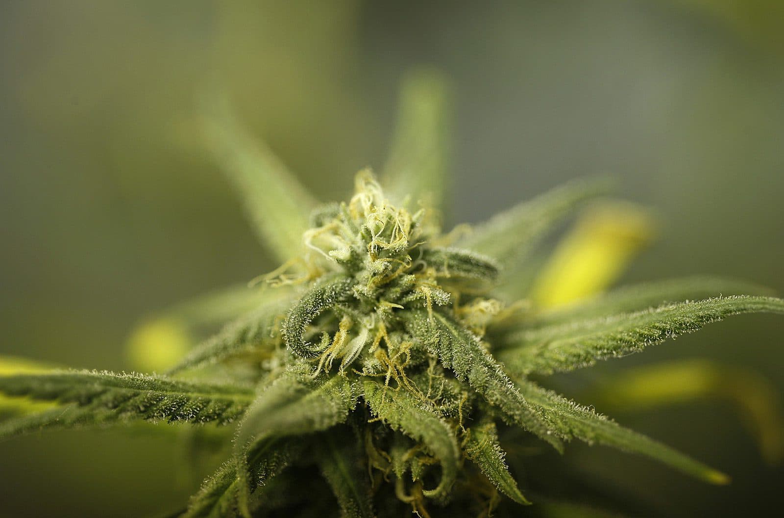 Miami-based, Jamaican cannabis entrepreneur Keri-Ann Evans talks cannabis & CBD
