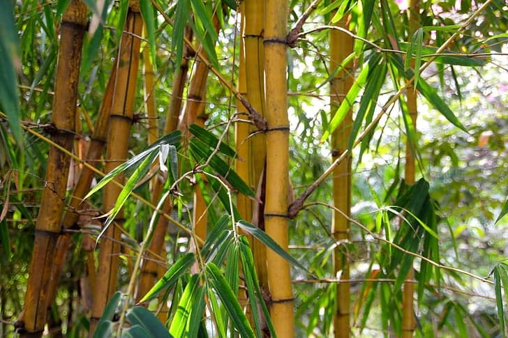 Jamaica Set to Operate the First Bamboo Pulp Mill in Western Hemisphere