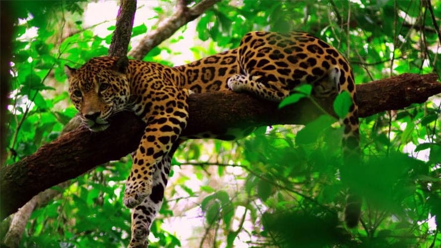 Public asked to refrain from destroying natural habitat of Jaguars