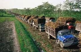 Belize sugar crop likely to begin this week