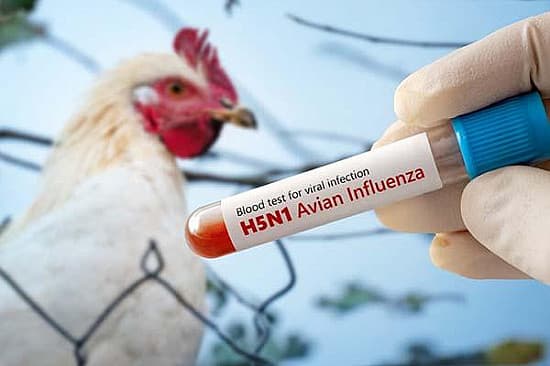 Cayman Islands confirms bird flu case on Grand Cayman farm