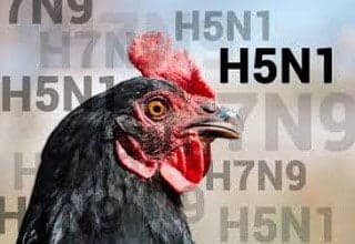 Bird flu detected at poultry farm in Belize