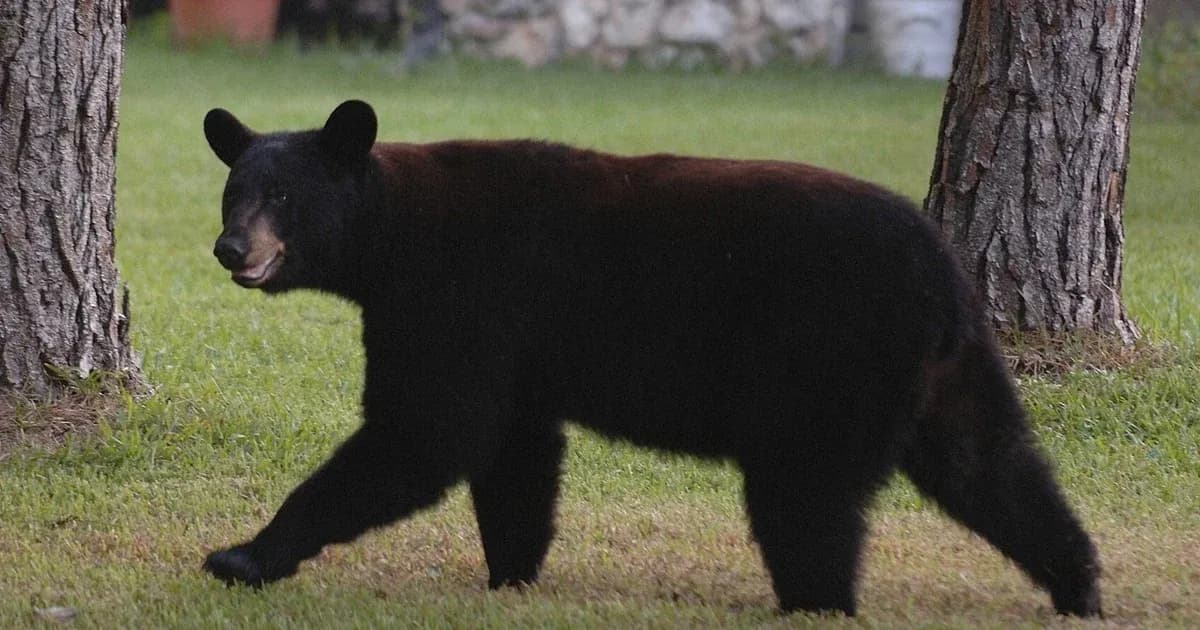 Black bear kills man and dog in South Florida