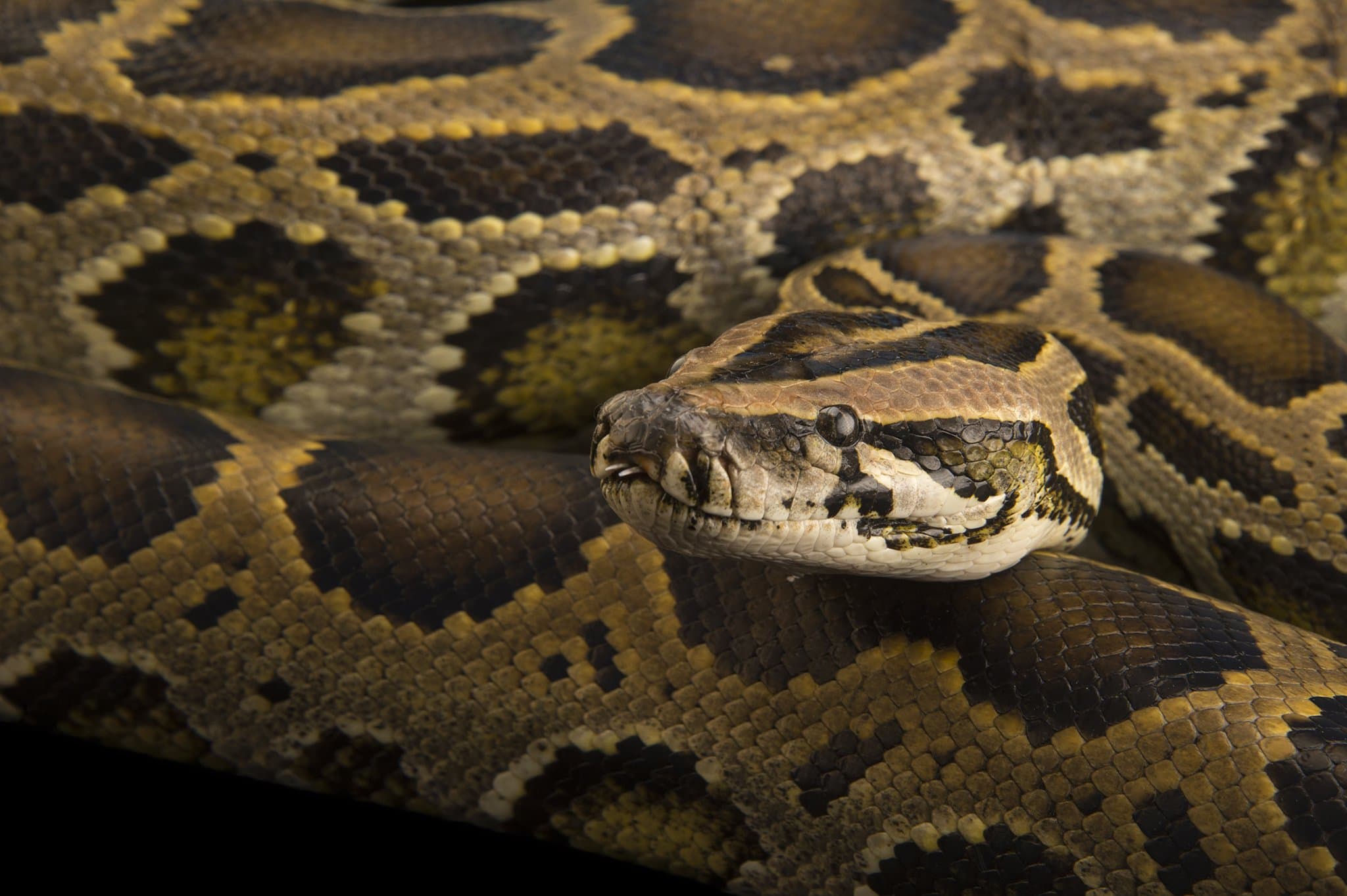 Pembroke Pines man finds 8-foot python in his garage