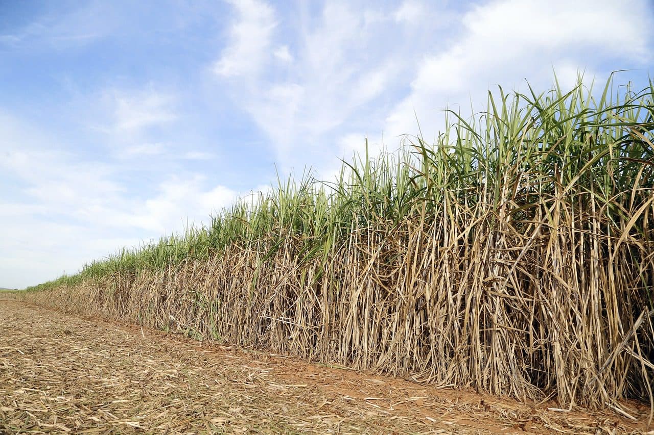 Jamaican government revitalizes former sugar-cane lands for agricultural growth