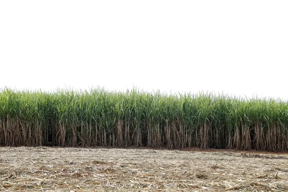 Belize’s Government will not nationalize sugar industry
