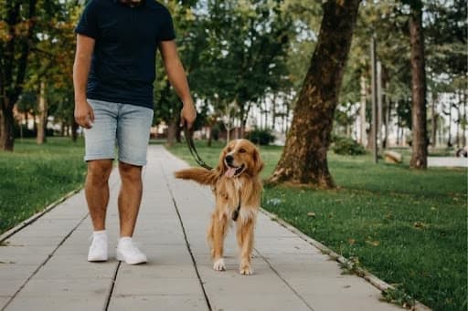 5 hip and joint chews vets keep recommending in 2026
