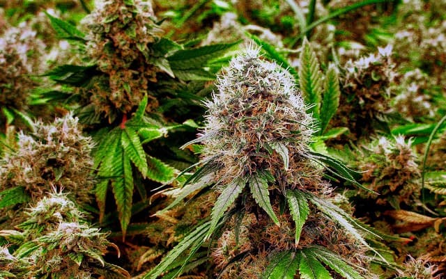 Jamaica approves two cannabis licenses