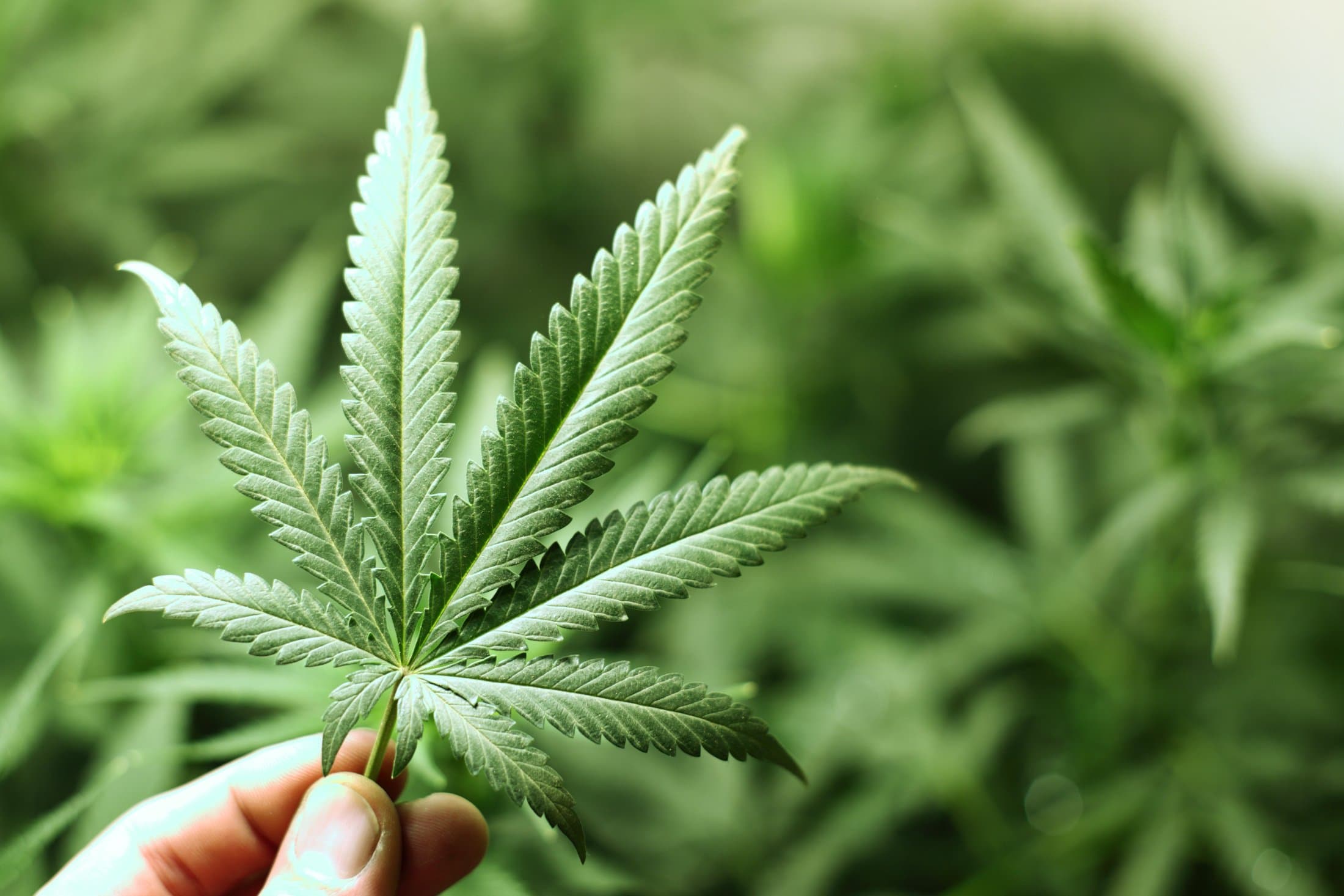Grenada decriminalises cannabis, sets age of 21 for legal possession
