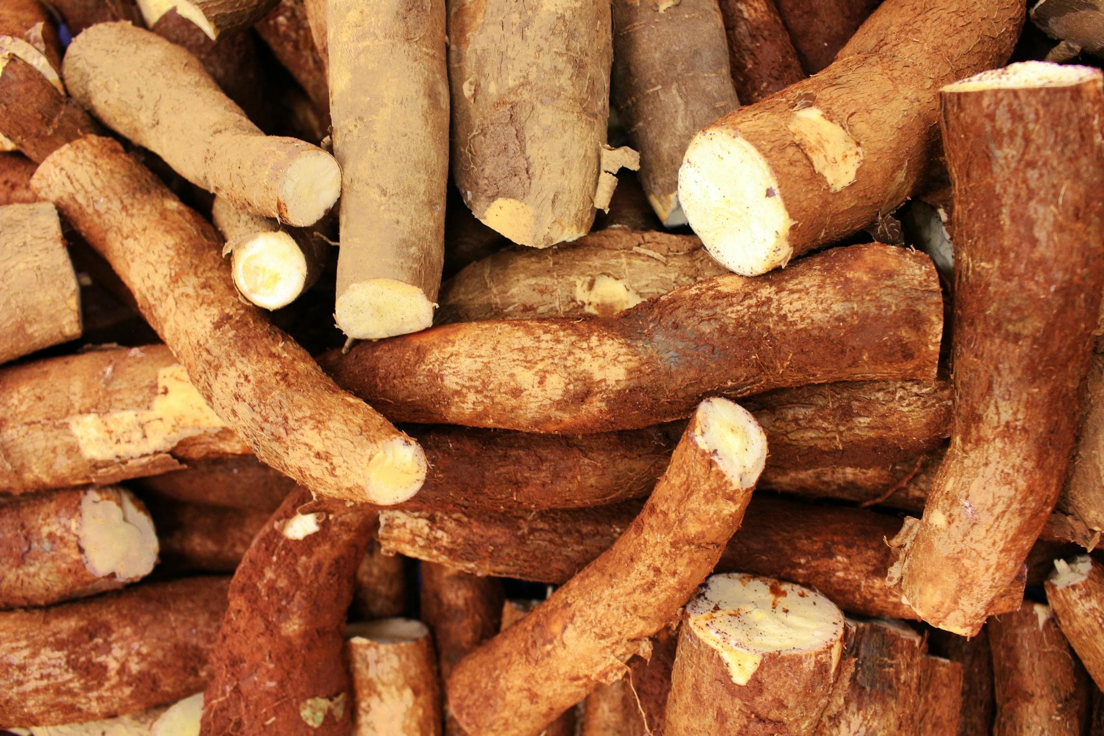 Guyana achieves record cassava harvest