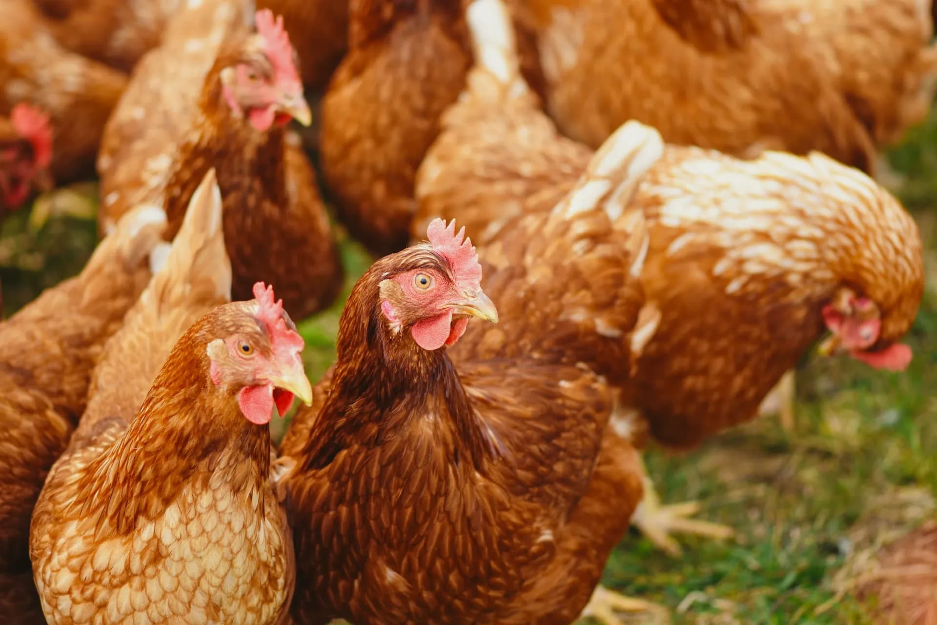 Jamaican farmers advised to implement strategies against animal heat stress