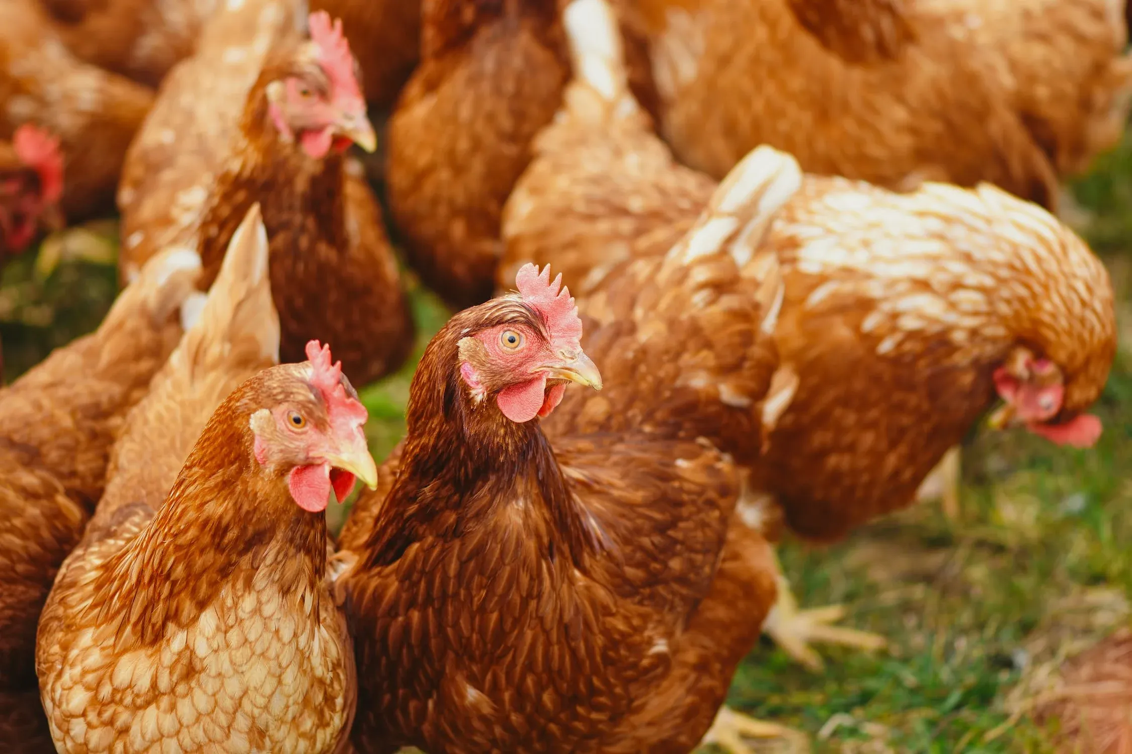 Poultry farmers in Guyana to benefit from cheaper loans from banks