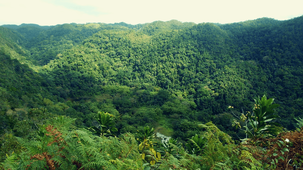 Multi-million Dollar Project Planned for Jamaica's Cockpit Country