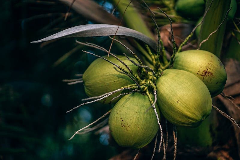 Guyana boosts coconut production