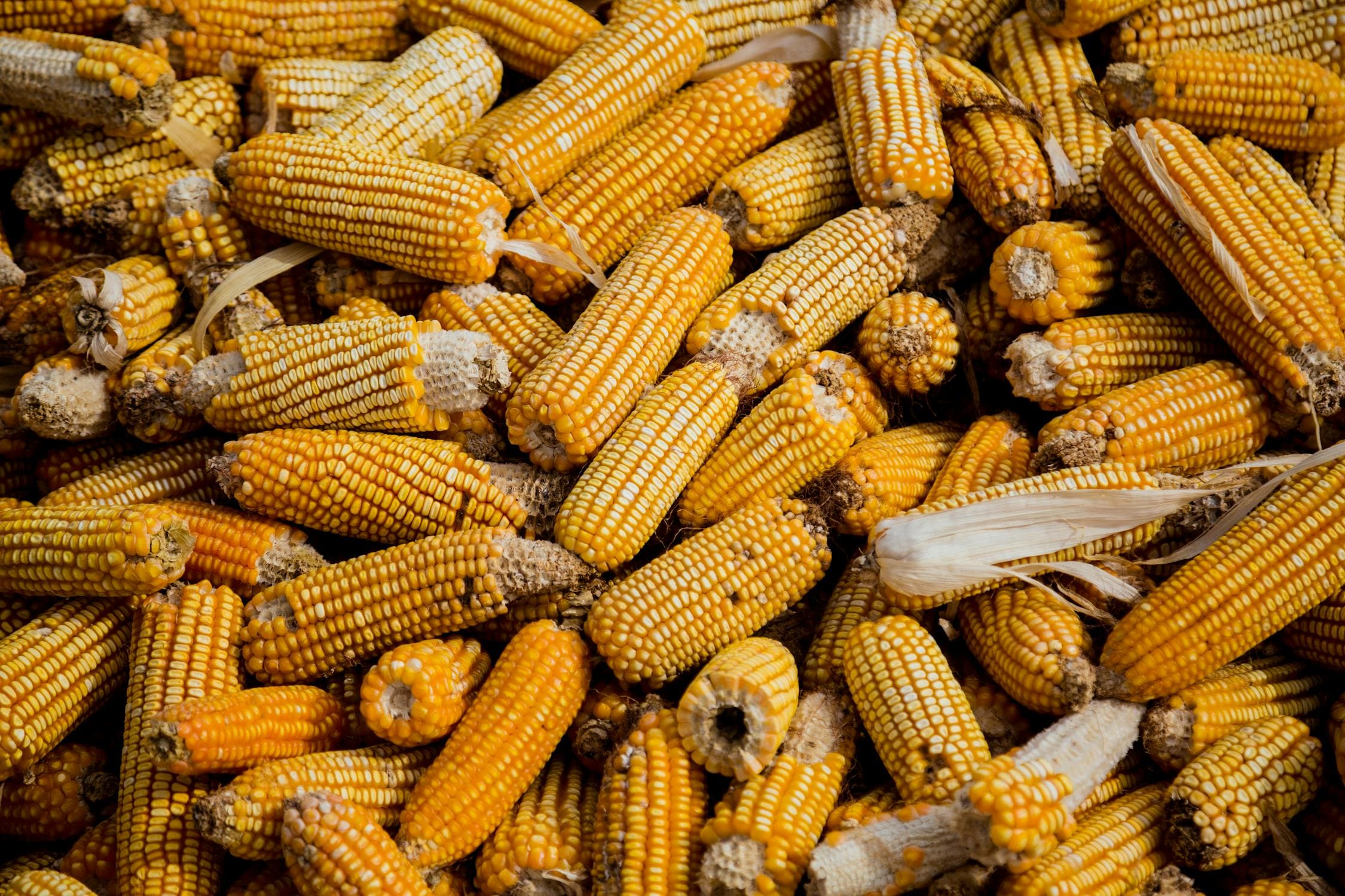 Guyana President predicts $60 million savings in agriculture imports