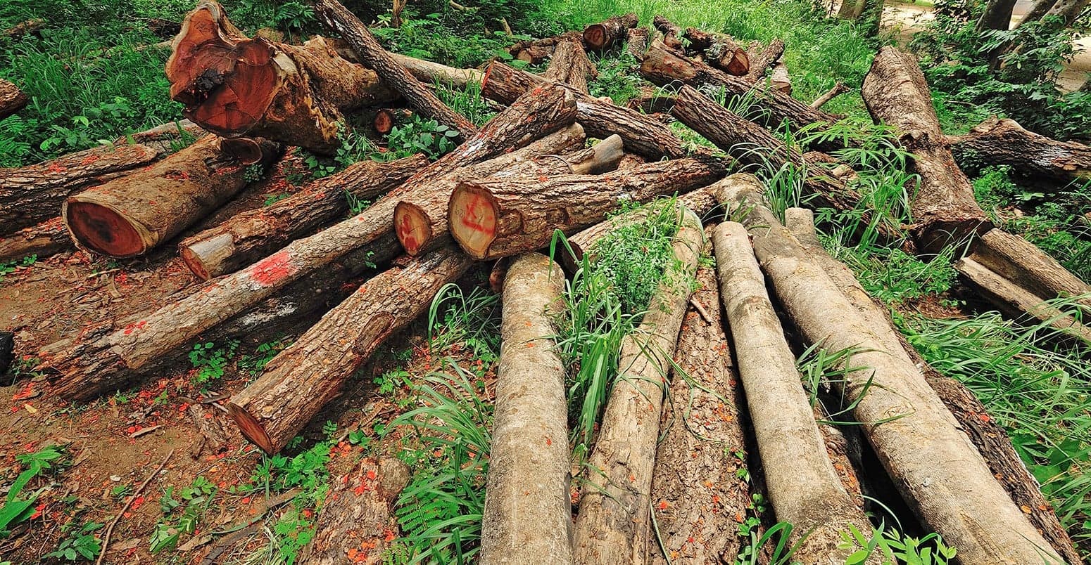 France Provides Funds to Help Caribbean Fight Deforestation