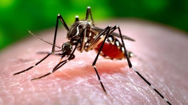 Belize Reporting an Increase in Dengue Cases