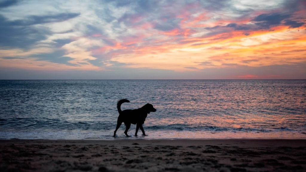 St. Vincent and the Grenadines passes legislation to ban dogs on beaches