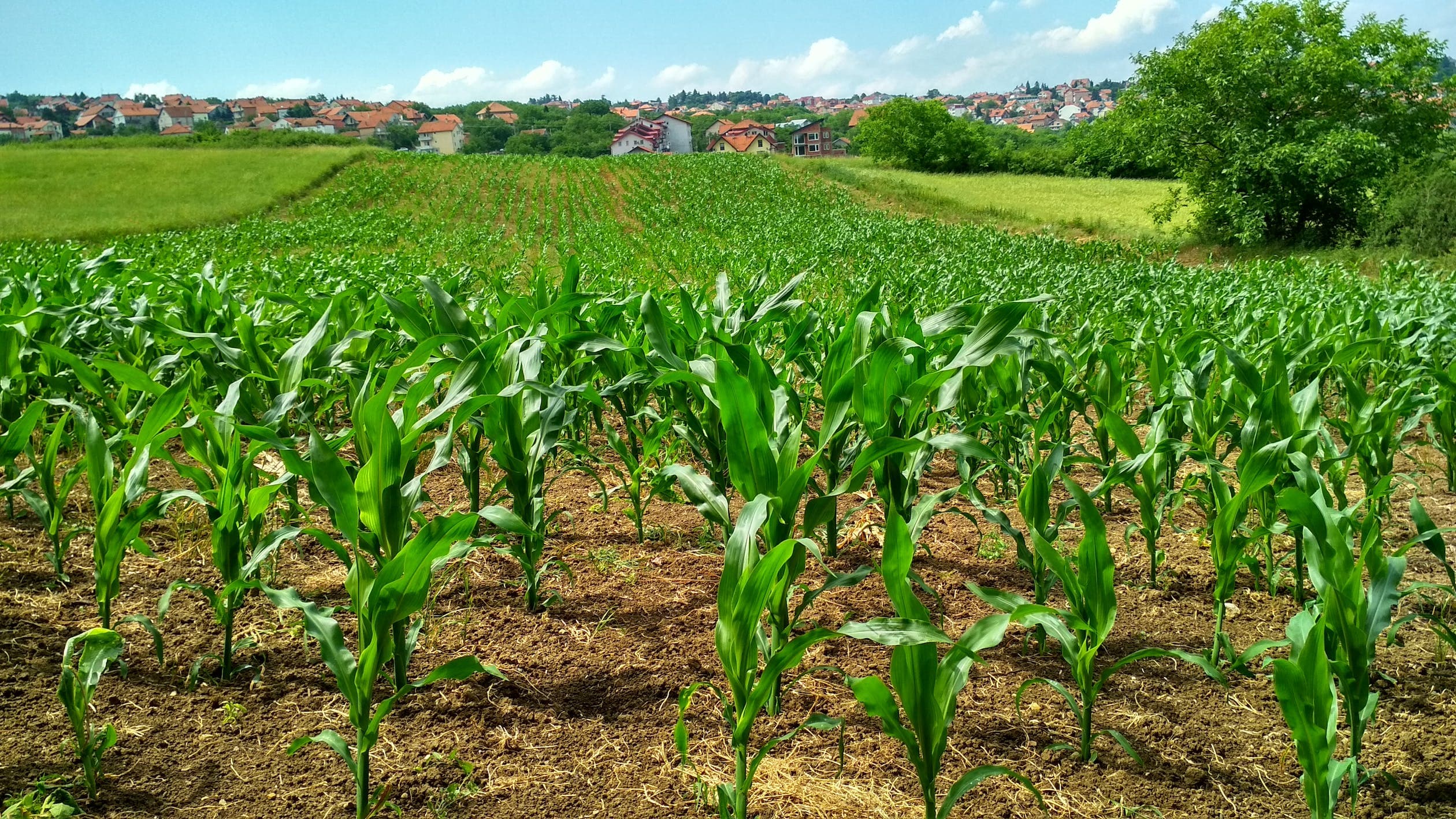 Jamaican farmers with disabilities deployed to Canada under Migrant Work Program