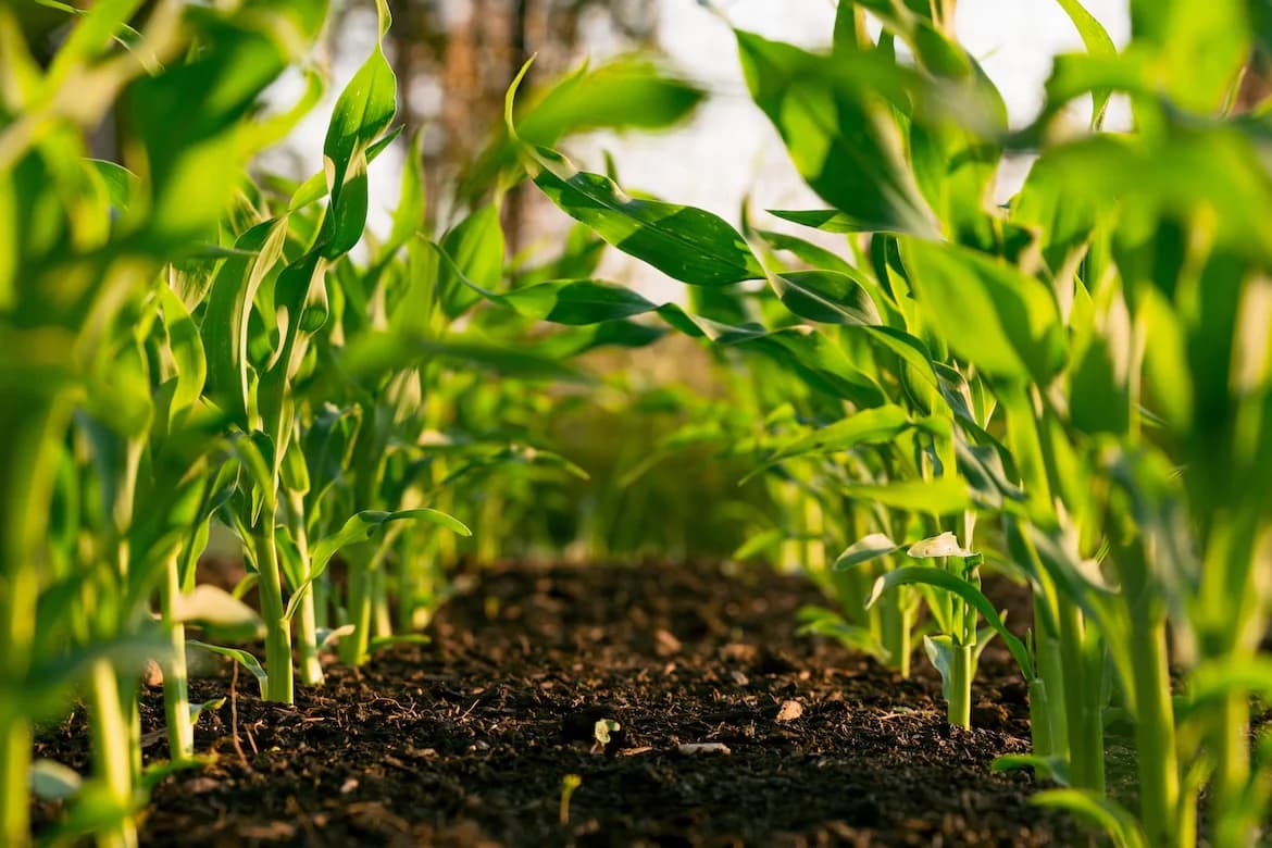 USDA organic transition initiative helps Florida farmers begin certification process