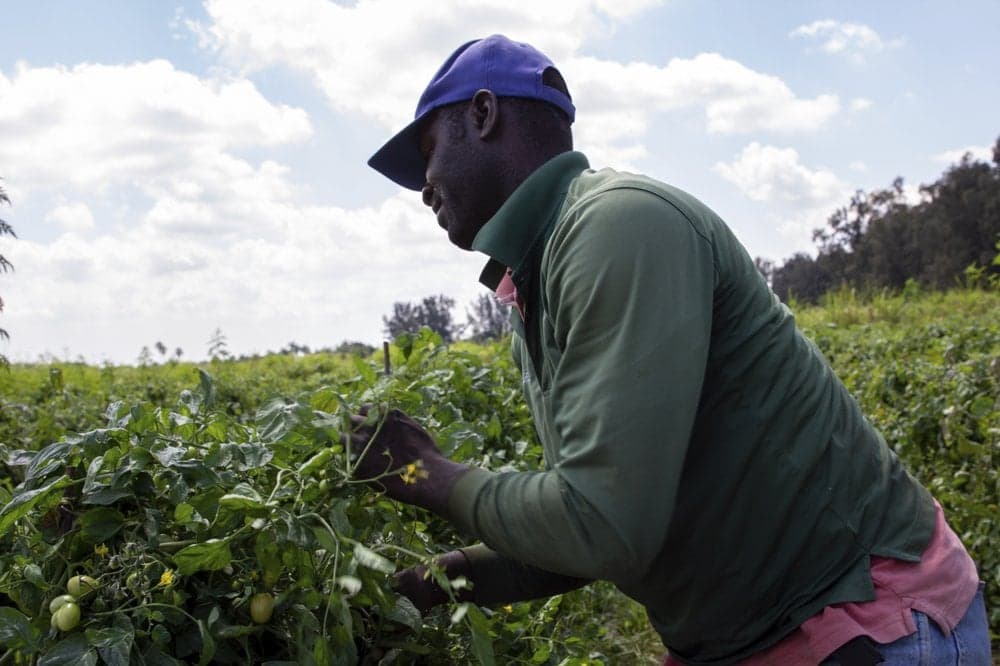 Jamaica sent over 15,000 workers to Canada and US in 2025