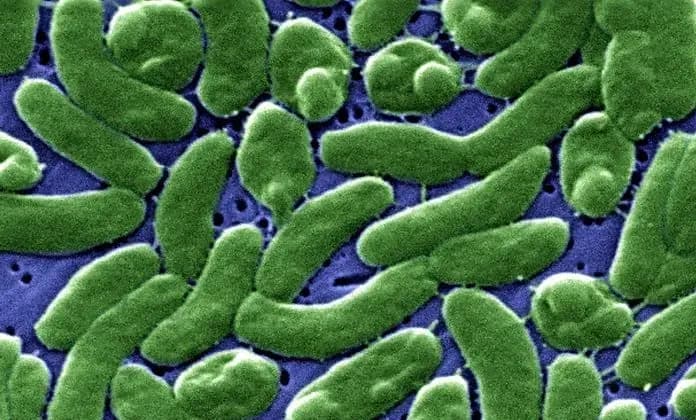 Rare flesh-eating bacteria claims lives in Connecticut and New York. How about Florida?