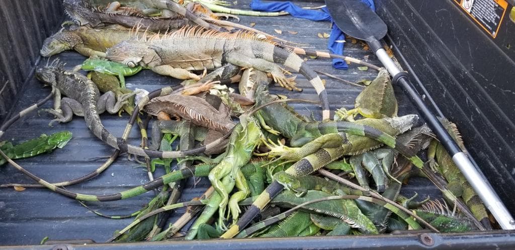Cold snap sends invasive iguanas tumbling across South Florida