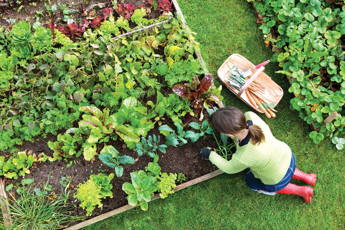 Mistakes first-time gardeners make (and how to avoid them)